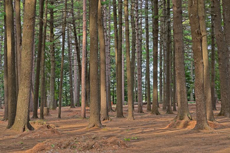 Free stock image of Dorwin Forest - HDR created by Nicolas Raymond