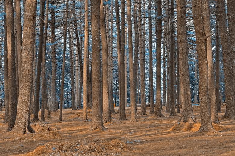 Free stock image of Dorwin Forest - Winter Blue HDR created by Nicolas Raymond