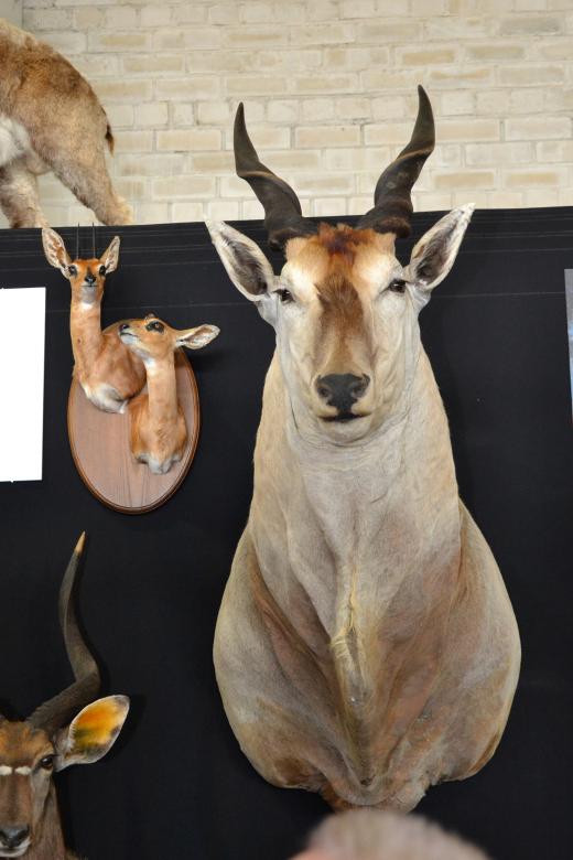 Free stock image of Antelope trophy head created by Tomas Adomaitis