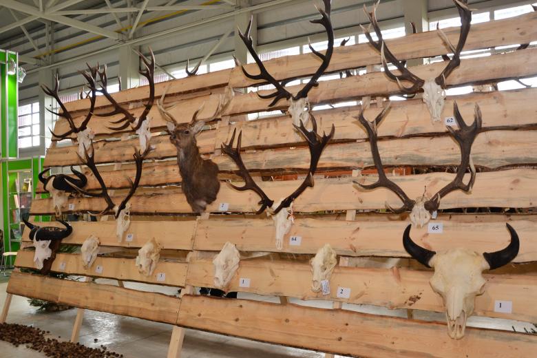 Free stock image of Trophy antlers created by Tomas Adomaitis