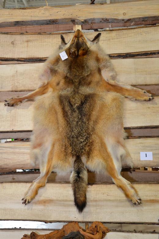 Free stock image of Wolf fur created by Tomas Adomaitis