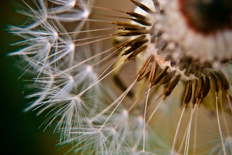 Free stock image of Marco dandelion created by Mili Vigerova