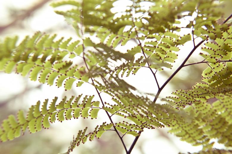Free stock image of Tiny leaves created by Mili Vigerova