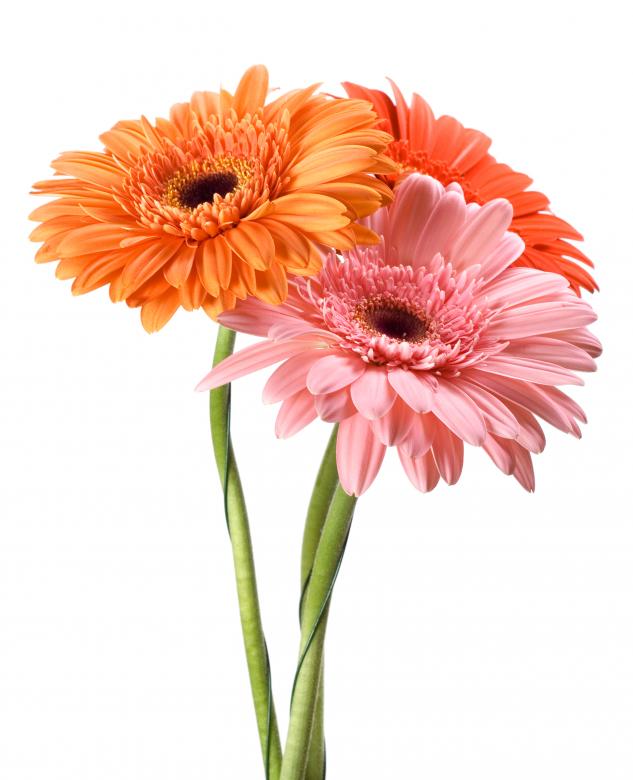 Free stock image of Gerberas created by 2happy