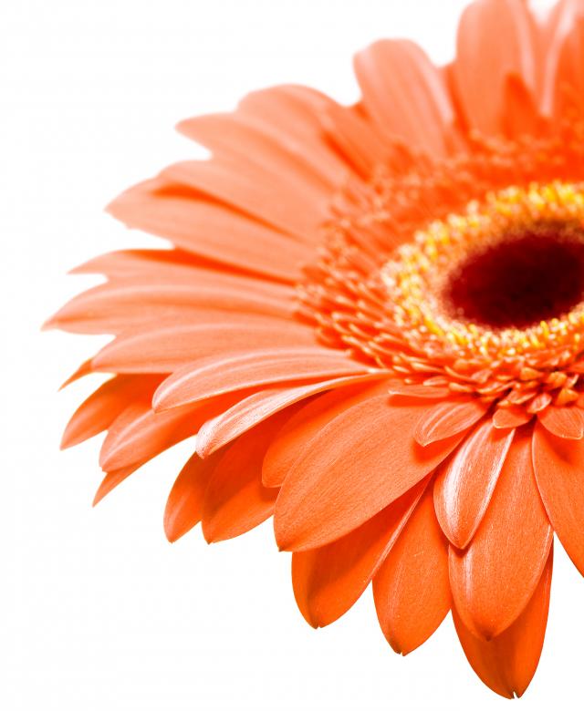 Free stock image of Red Gerbera created by 2happy