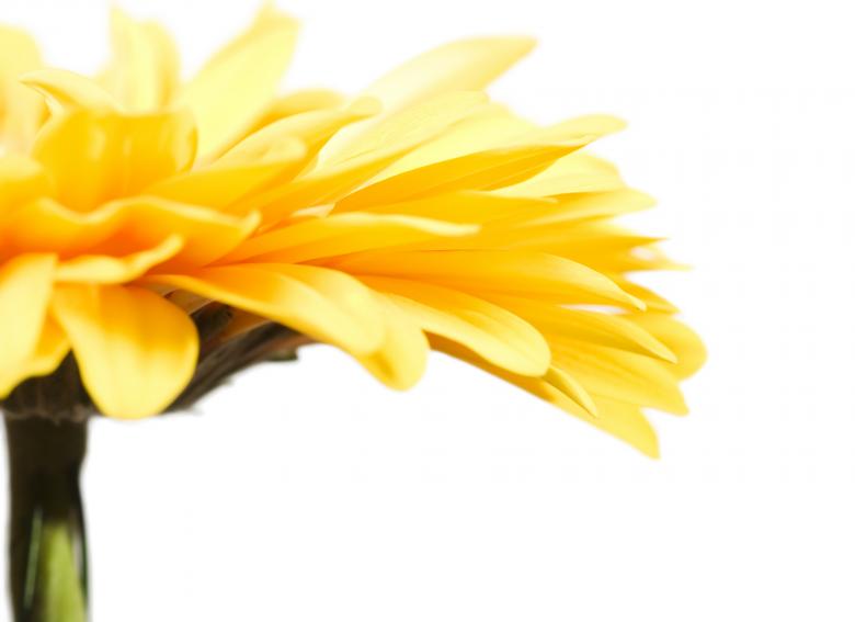 Free stock image of Yellow Gerbera created by 2happy
