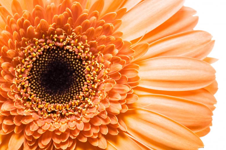 Free stock image of Gerbera Flower created by 2happy