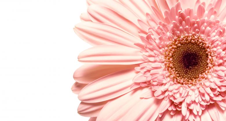 Free stock image of Pink Gerbera created by 2happy