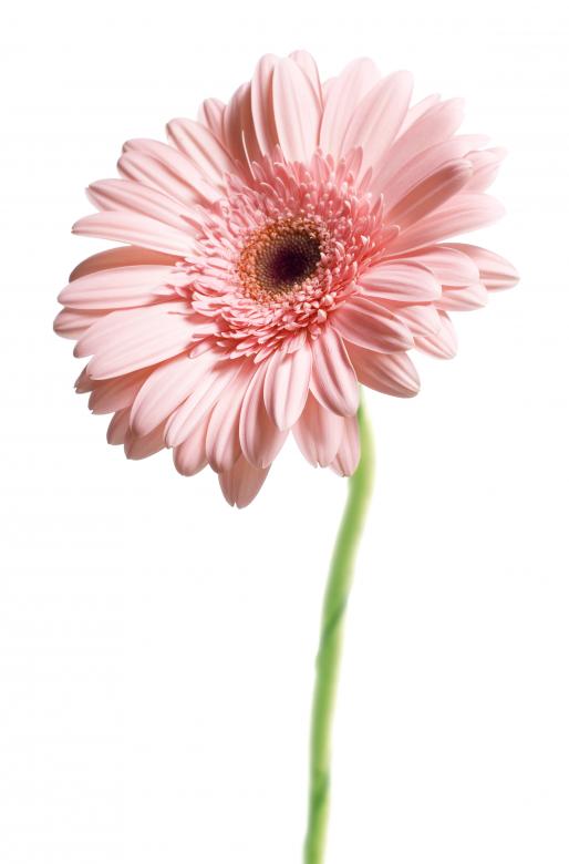 Free stock image of Pink Gerbera Flower created by 2happy