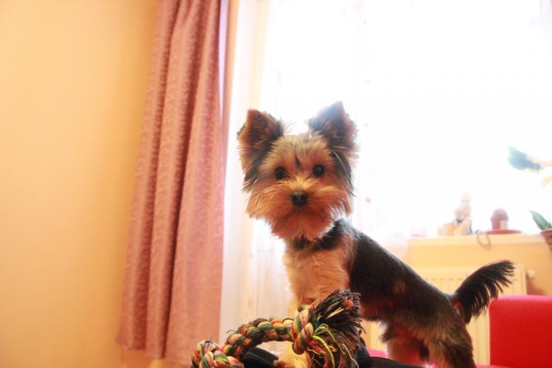 Free stock image of Puppy created by 2happy