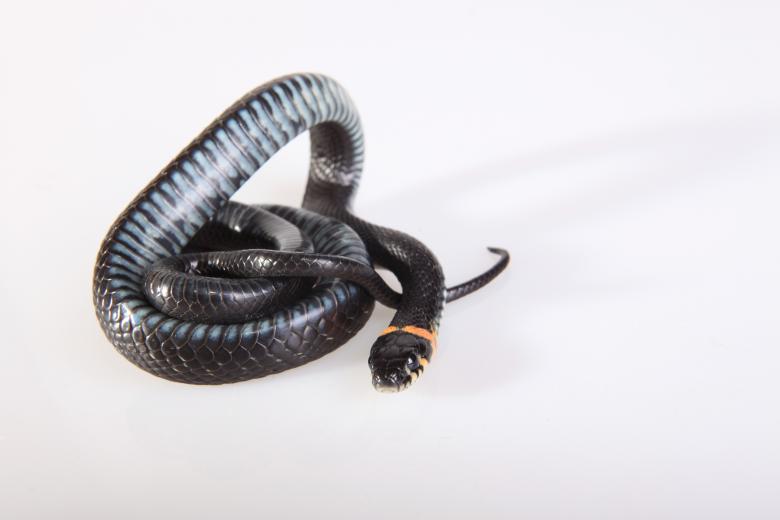 Free stock image of Grass-snake created by 2happy