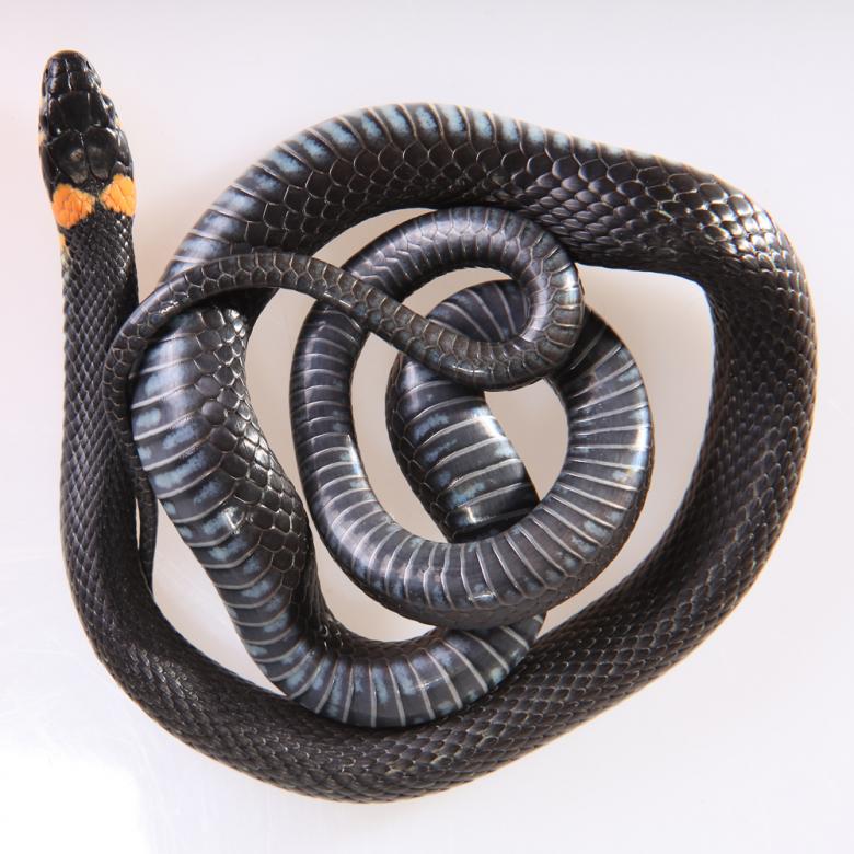 Free stock image of Grass-snake created by 2happy
