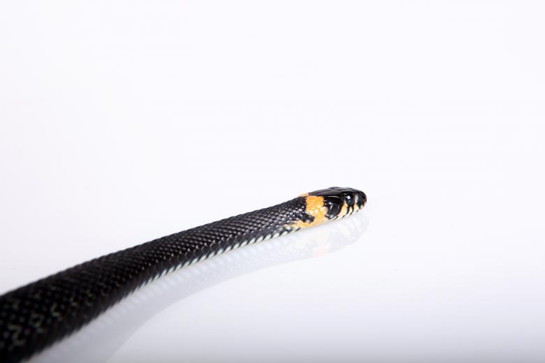 Free stock image of Grass-snake created by 2happy