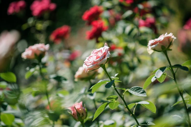 Free stock image of Roses created by Mili Vigerova