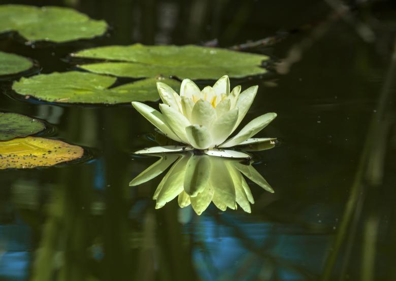 Free stock image of Water lily flower created by Mili Vigerova