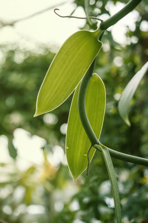 Free stock image of Green leaves created by Mili Vigerova