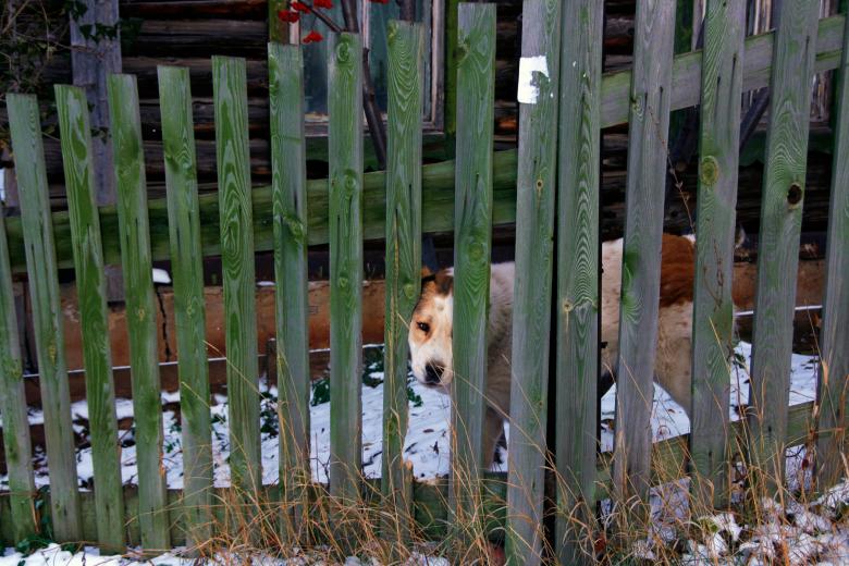 Free stock image of Dog looks through fence created by 2happy