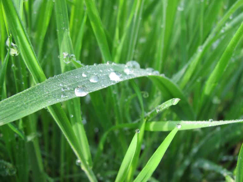 Free stock image of Rain drops on grass created by Boris Kyurkchiev