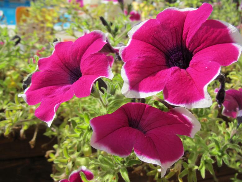 Free stock image of Purple petunia flowers created by Boris Kyurkchiev