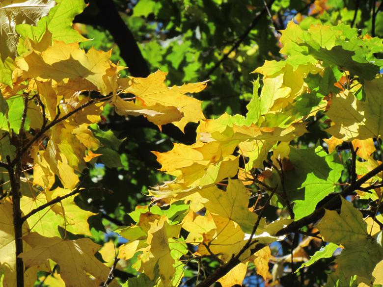 Free stock image of Autumn leaves created by Boris Kyurkchiev