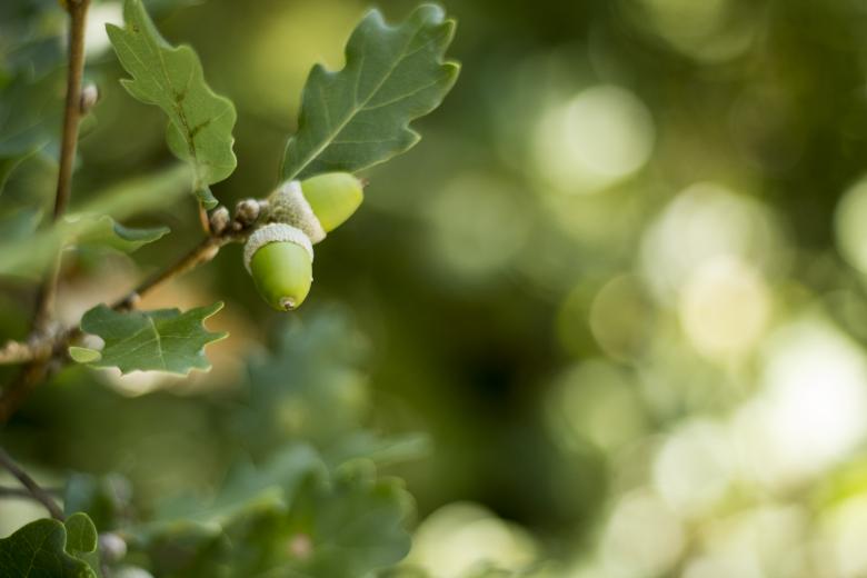 Free stock image of Green Plants created by Michal Lizuch