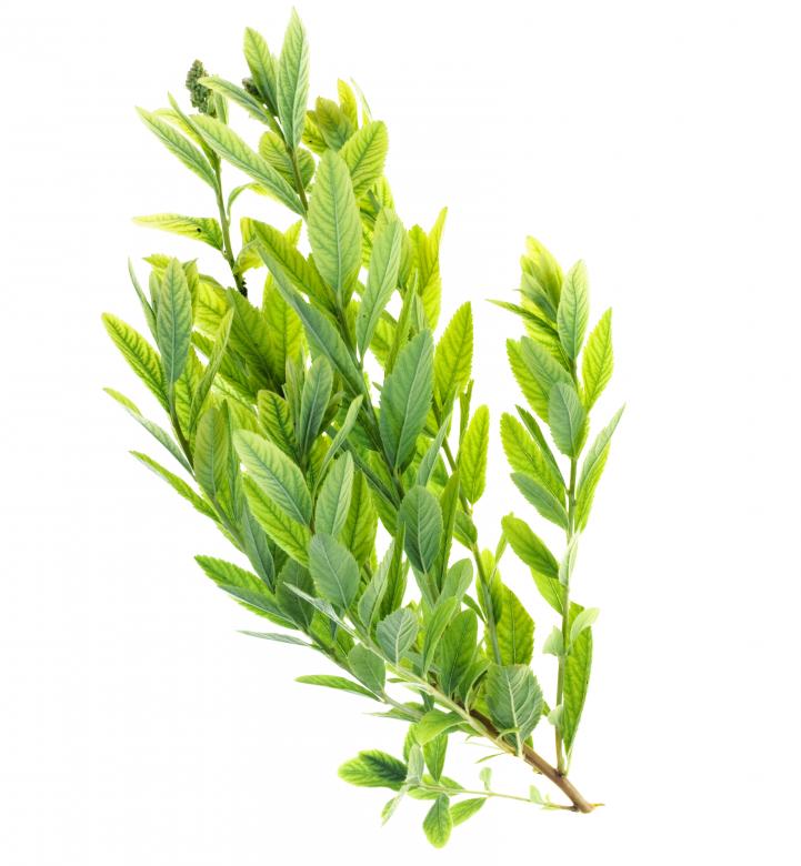 Free stock image of Plants created by 2happy