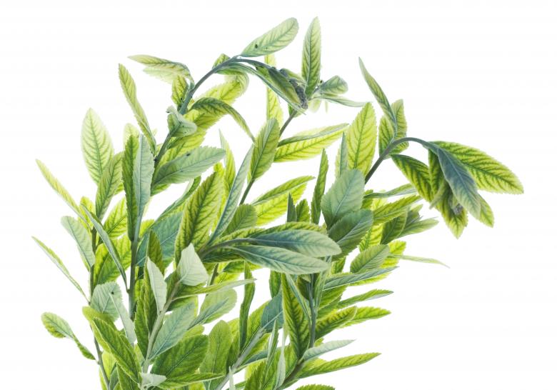 Free stock image of Green Plants created by 2happy