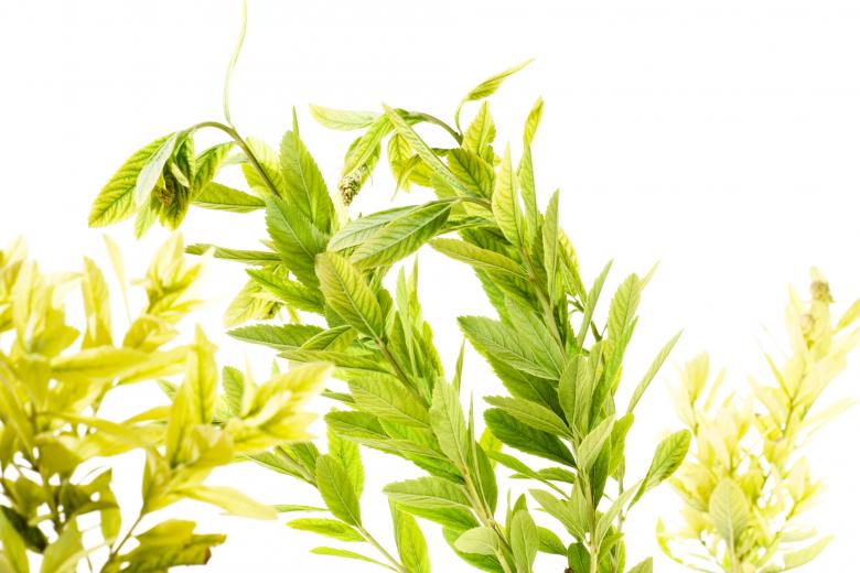 Free stock image of Green Plants created by 2happy