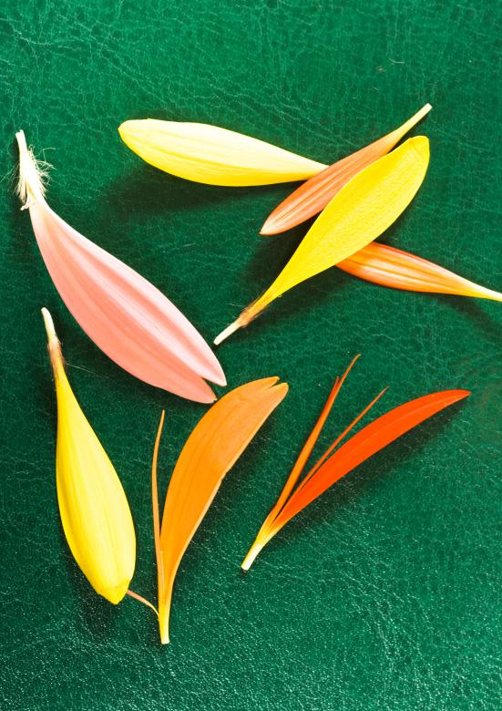 Free stock image of petals created by 2happy