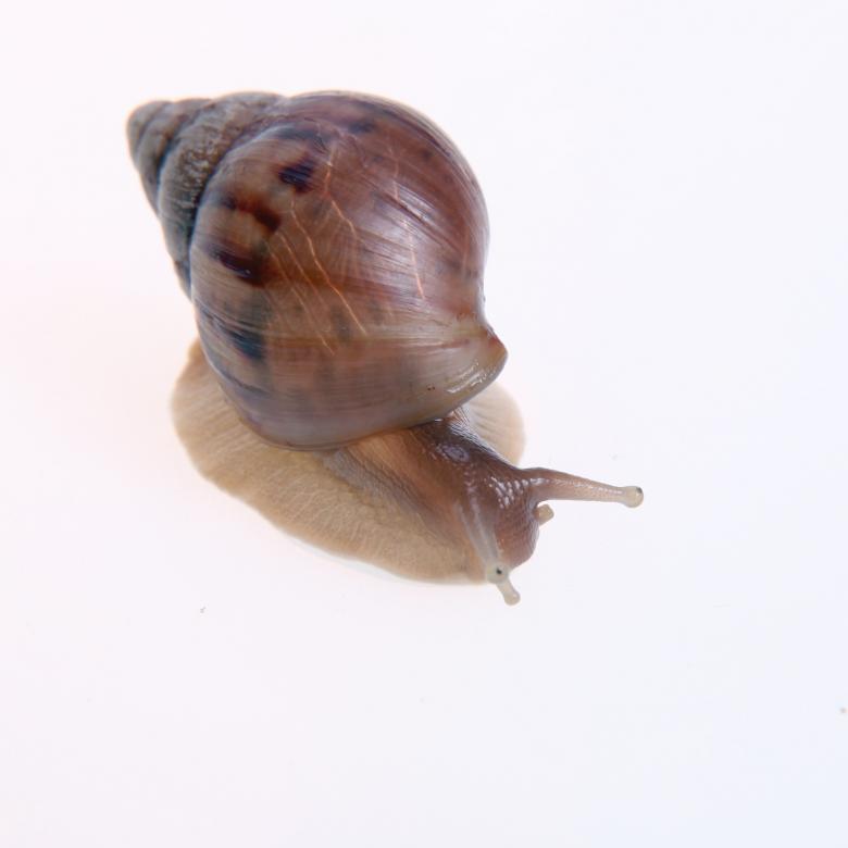 Free stock image of Snail created by 2happy