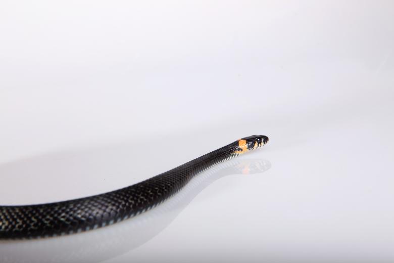 Free stock image of snake  created by 2happy