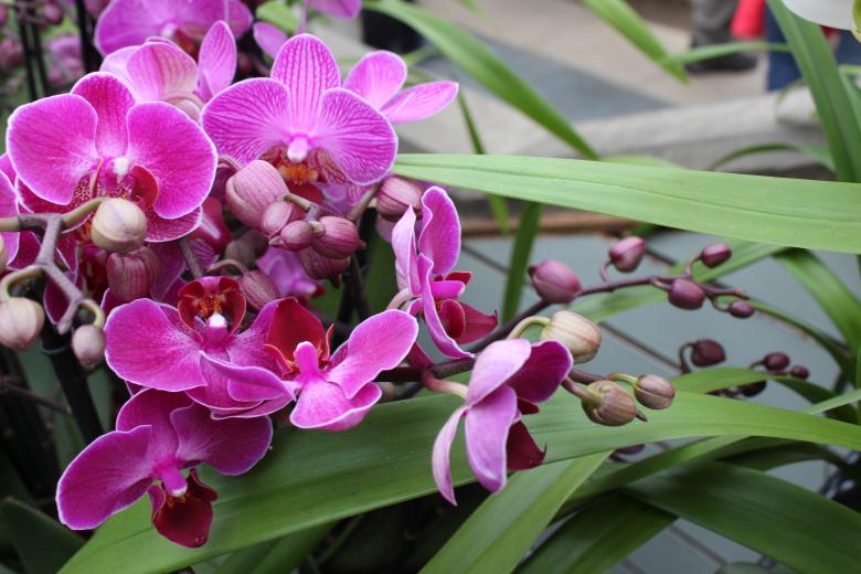 Free stock image of Orchid created by lukataylo