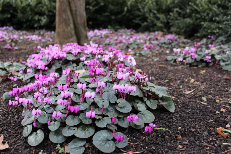 Free stock image of Flowers on the ground created by lukataylo