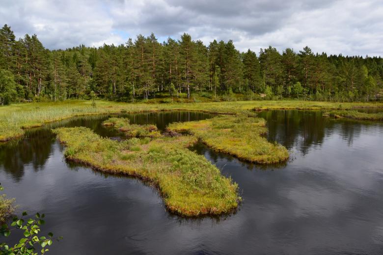 Free stock image of Boggy lake shore created by Tomas Adomaitis
