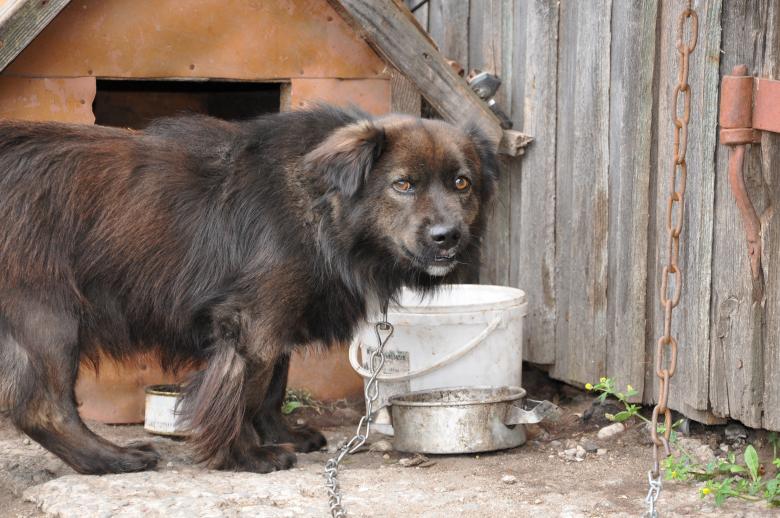 Free stock image of Fastened dog created by Tomas Adomaitis