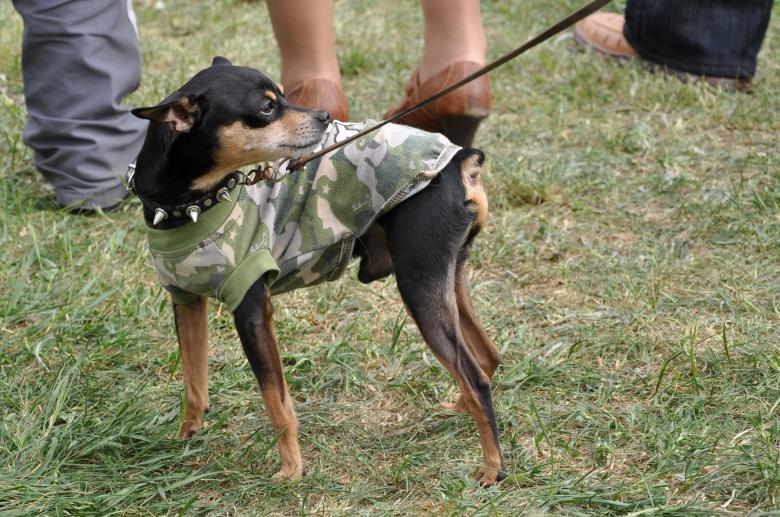 Free stock image of Punk toy terrier created by Tomas Adomaitis