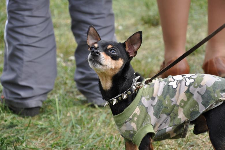 Free stock image of Dressed toy terrier created by Tomas Adomaitis