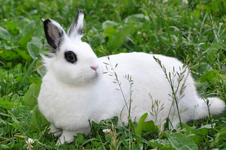 Free stock image of Bunny created by Tomas Adomaitis