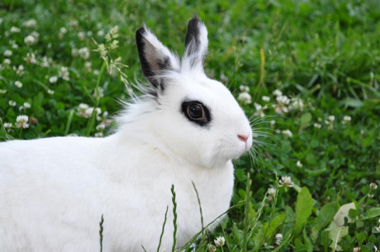 Free stock image of Rabbit created by Tomas Adomaitis
