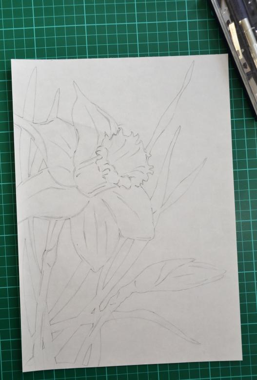 Free stock image of Hand drawn daffodil created by Tomas Adomaitis