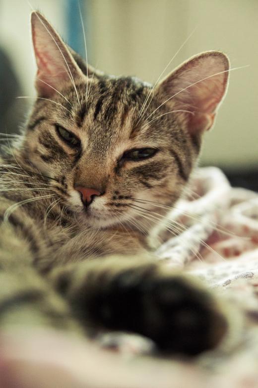Free stock image of cat created by Mili Vigerova