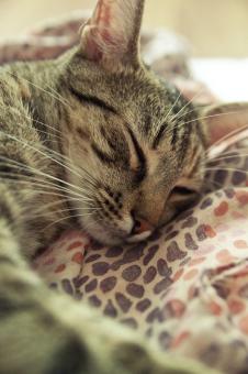 Seeping cat