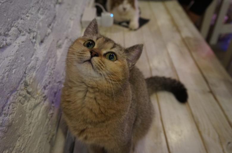 Free stock image of British Shorthair Cat created by Hedwig Pinguinalité