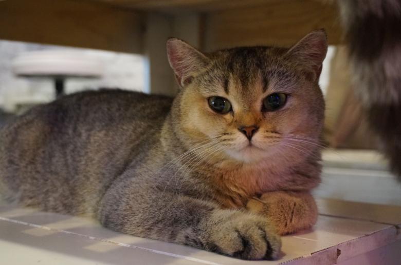 Free stock image of British Shorthair created by Hedwig Pinguinalité