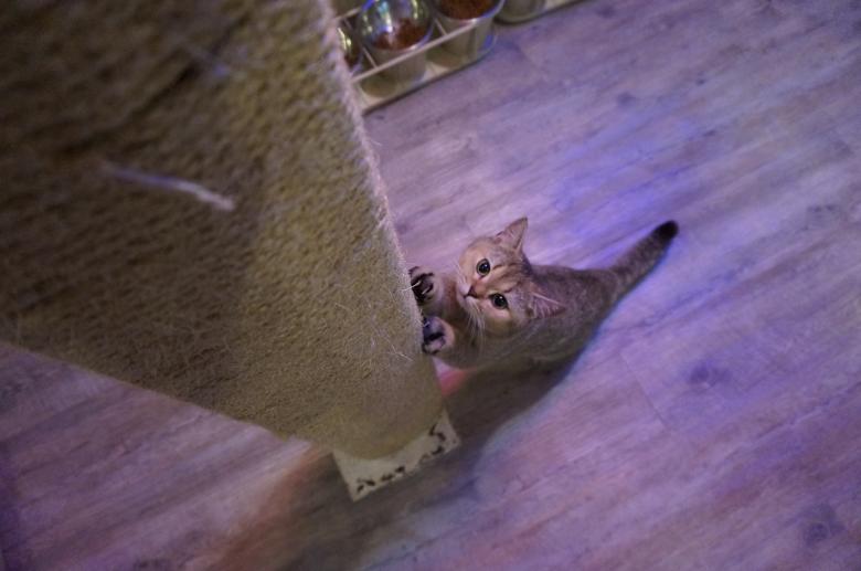 Free stock image of British Shorthair Cat created by Hedwig Pinguinalité