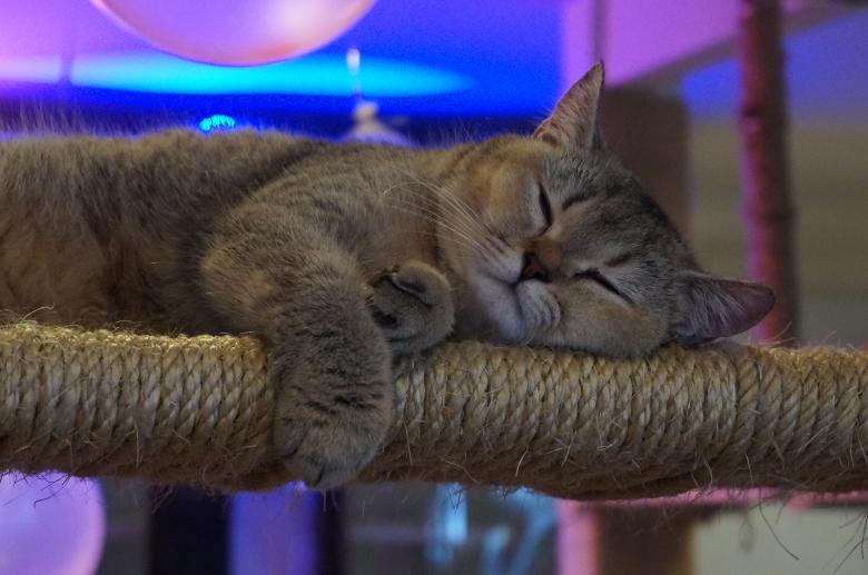Free stock image of British Shorthair created by Hedwig Pinguinalité
