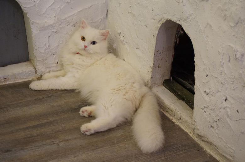 Free stock image of Beautiful cat created by Hedwig Pinguinalité