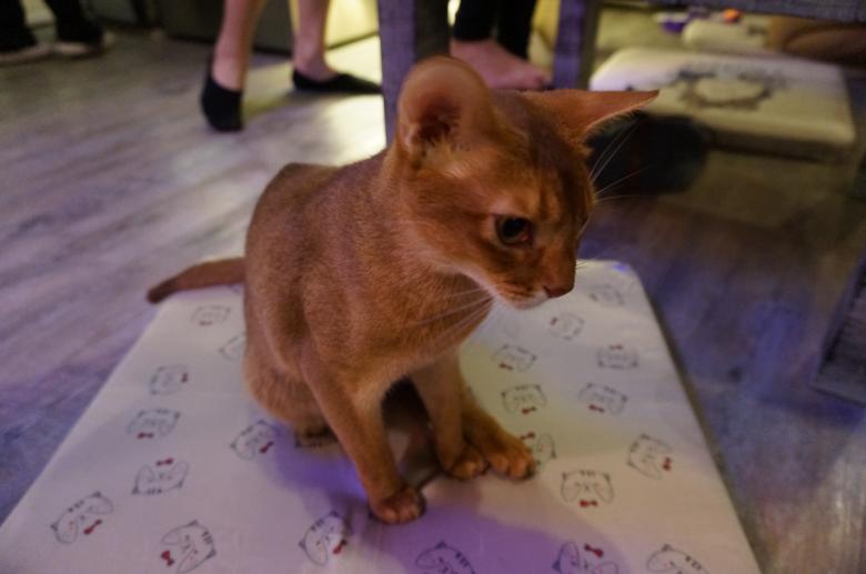 Free stock image of Beautiful cat created by Hedwig Pinguinalité