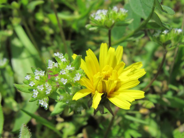 Free stock image of Wild flowers created by Boris Kyurkchiev