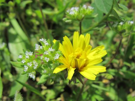 Wild flowers